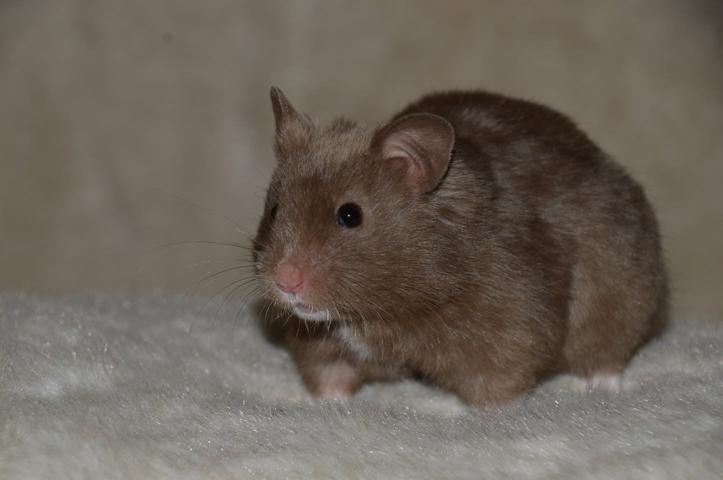 Lieve syrische "goud" Hamsters van Hobbyfokker, Dieren en Toebehoren, Knaagdieren, Hamster, Juni, Meerdere dieren, Tam