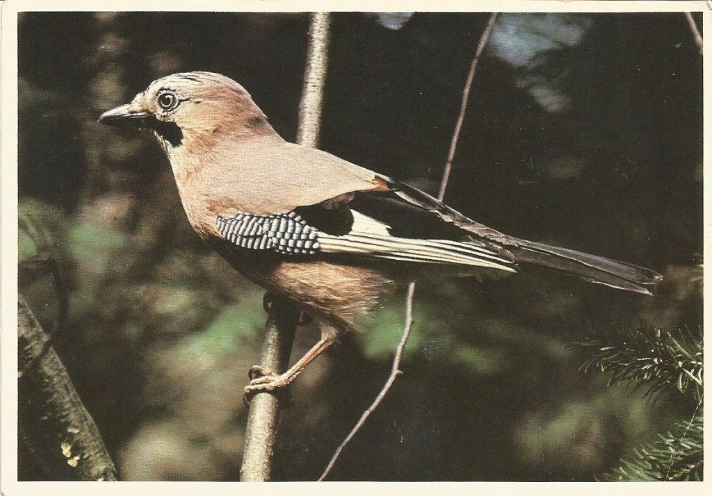 kaart Vlaamse Gaai, Ophalen of Verzenden, 1960 tot 1980, Gelopen, Vogel