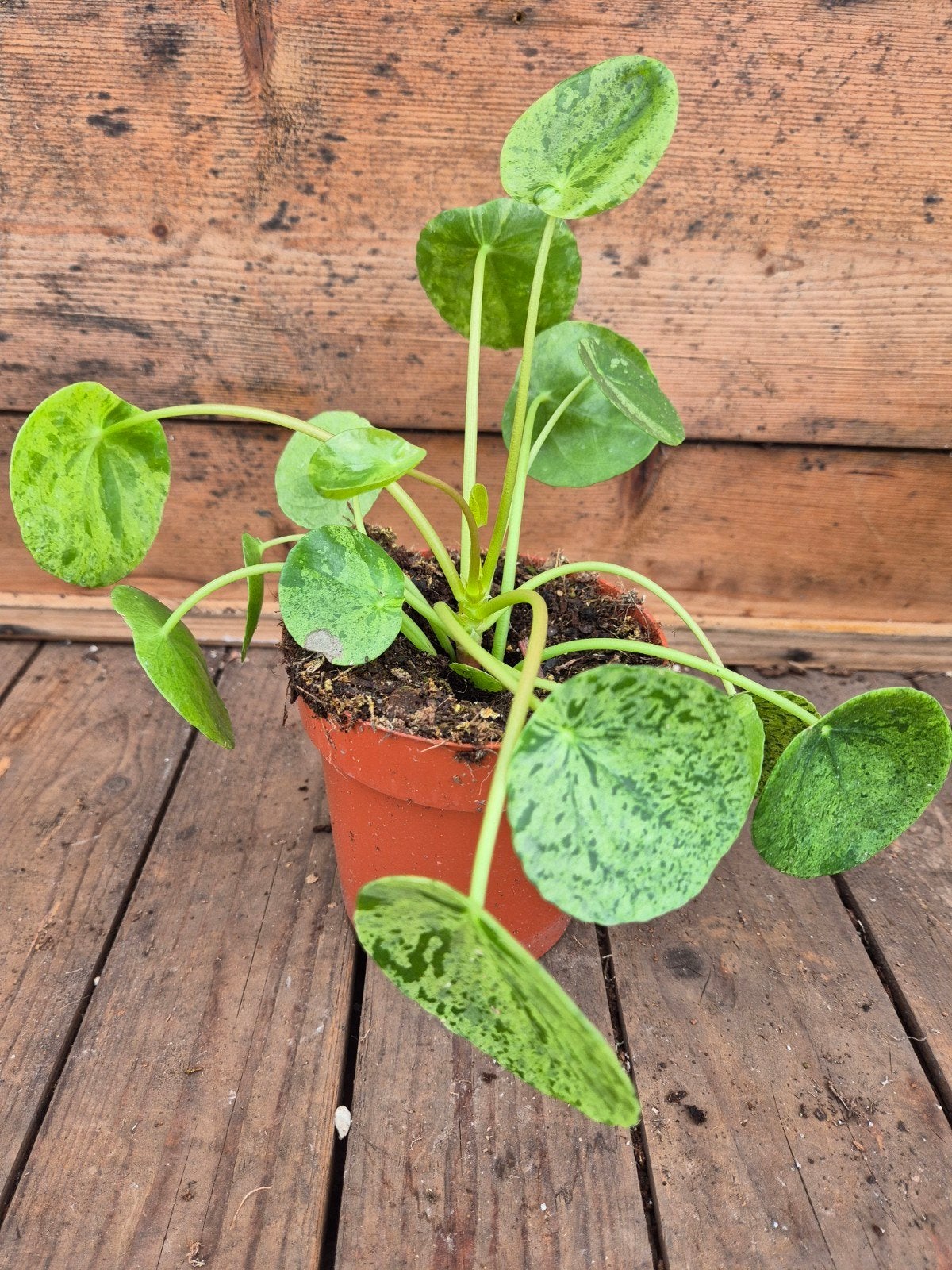 Pilea peperomioides Mojito p12, Ophalen of Verzenden, Halfschaduw, Minder dan 100 cm