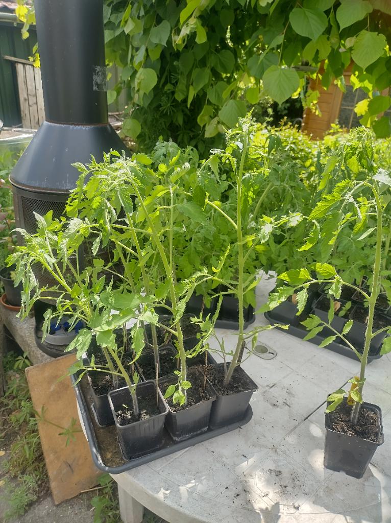 Grote Tomaten planten / Tomatenplanten Harzfeuer, Tuin en Terras, Ophalen, Volle zon, Groenteplanten, Eenjarig