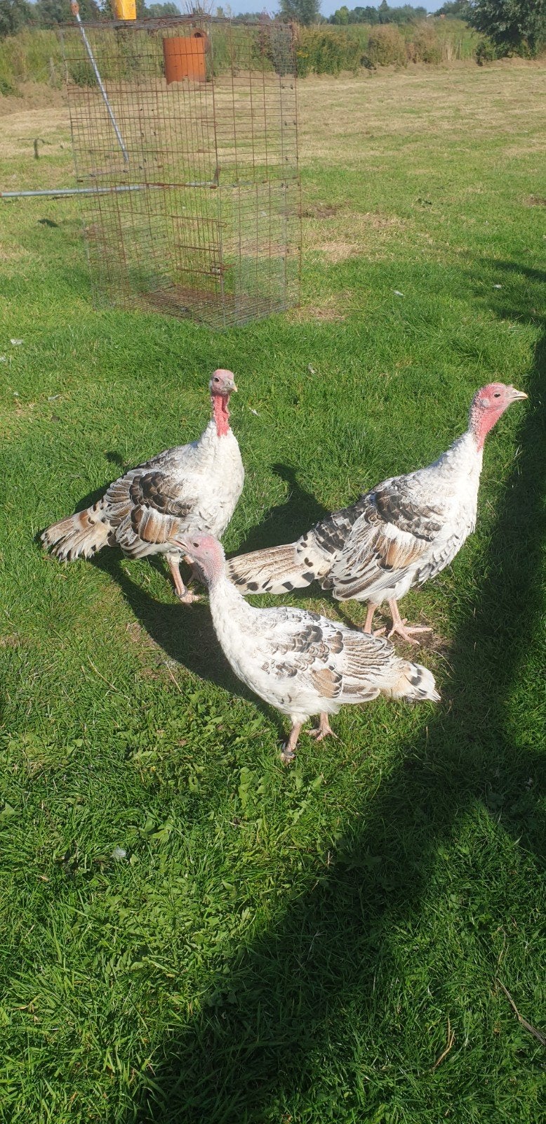 Ronquière kalkoenen donker getekende geelschouders, Dieren en Toebehoren, Pluimvee, Meerdere dieren, Kalkoen