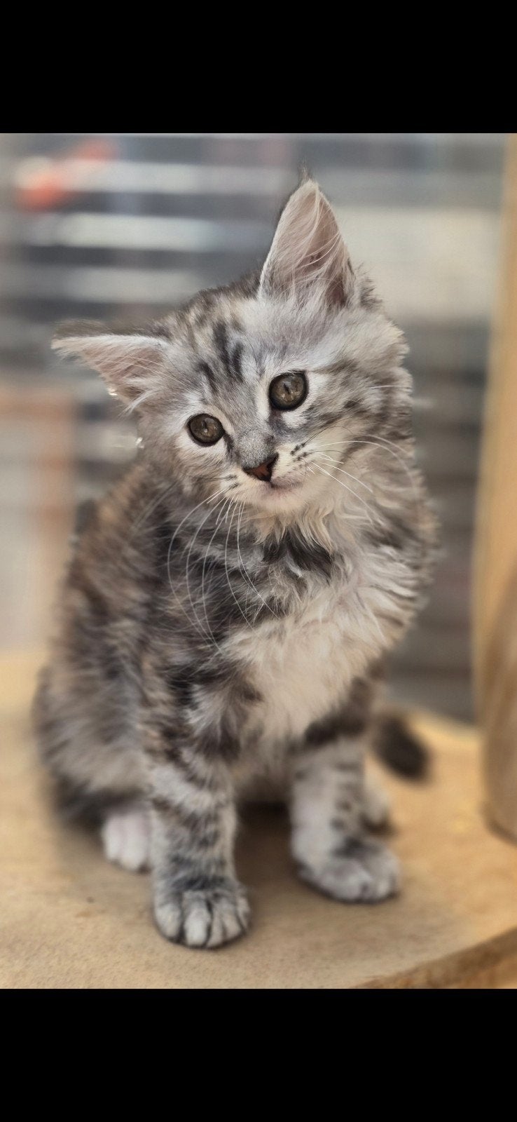 Maine coon kittens ️6 poesjes 2 katers, Dieren en Toebehoren, Katten en Kittens | Raskatten | Langhaar, Poes, Ontwormd