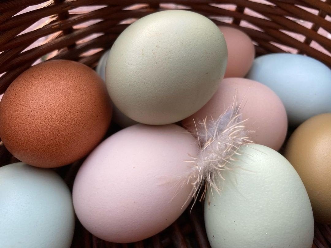 Easter egg haantje, Mannelijk, Kip
