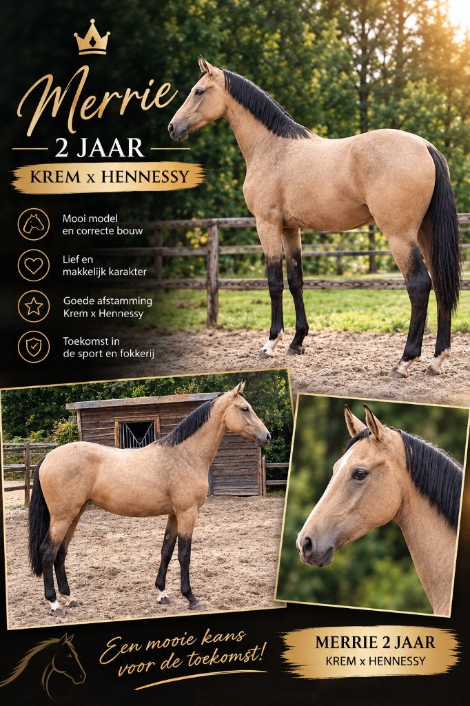 Prachtige 2-Jarige Merrie Krem  x Hennessy 1.64, Dieren en Toebehoren, Merrie, Met stamboom, Dressuurpaard, 3 tot 6 jaar