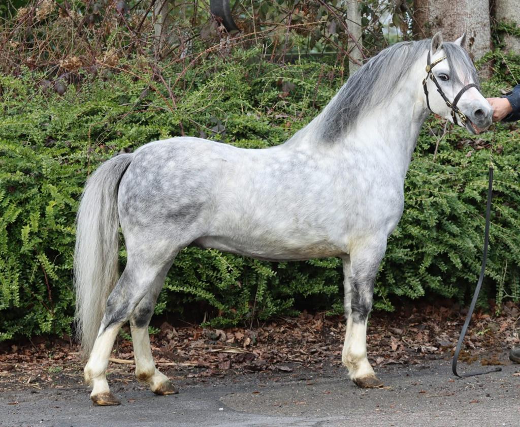 Chique 4 jarige Welsh ruin, Dieren en Toebehoren, Pony's, Met stamboom, Hengst, 3 tot 6 jaar, B pony (1.17m tot 1.27m)
