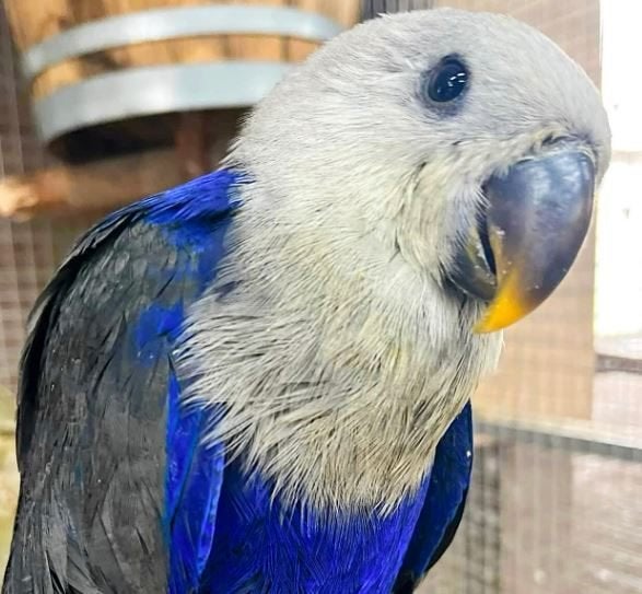 edelpapegaai blauw 0-1 gevraagd die is overleden, zie foto., Dieren en Toebehoren, Vrouwelijk, Papegaai, Geringd