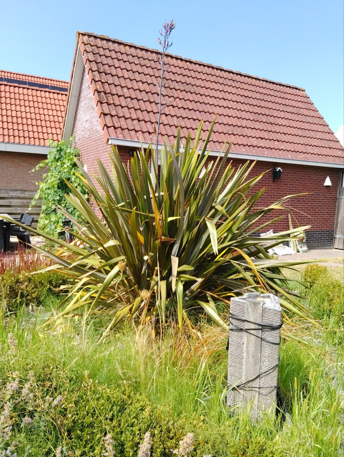 Gratis ophalen: grote yucca, Ophalen, Overige soorten, Volle zon