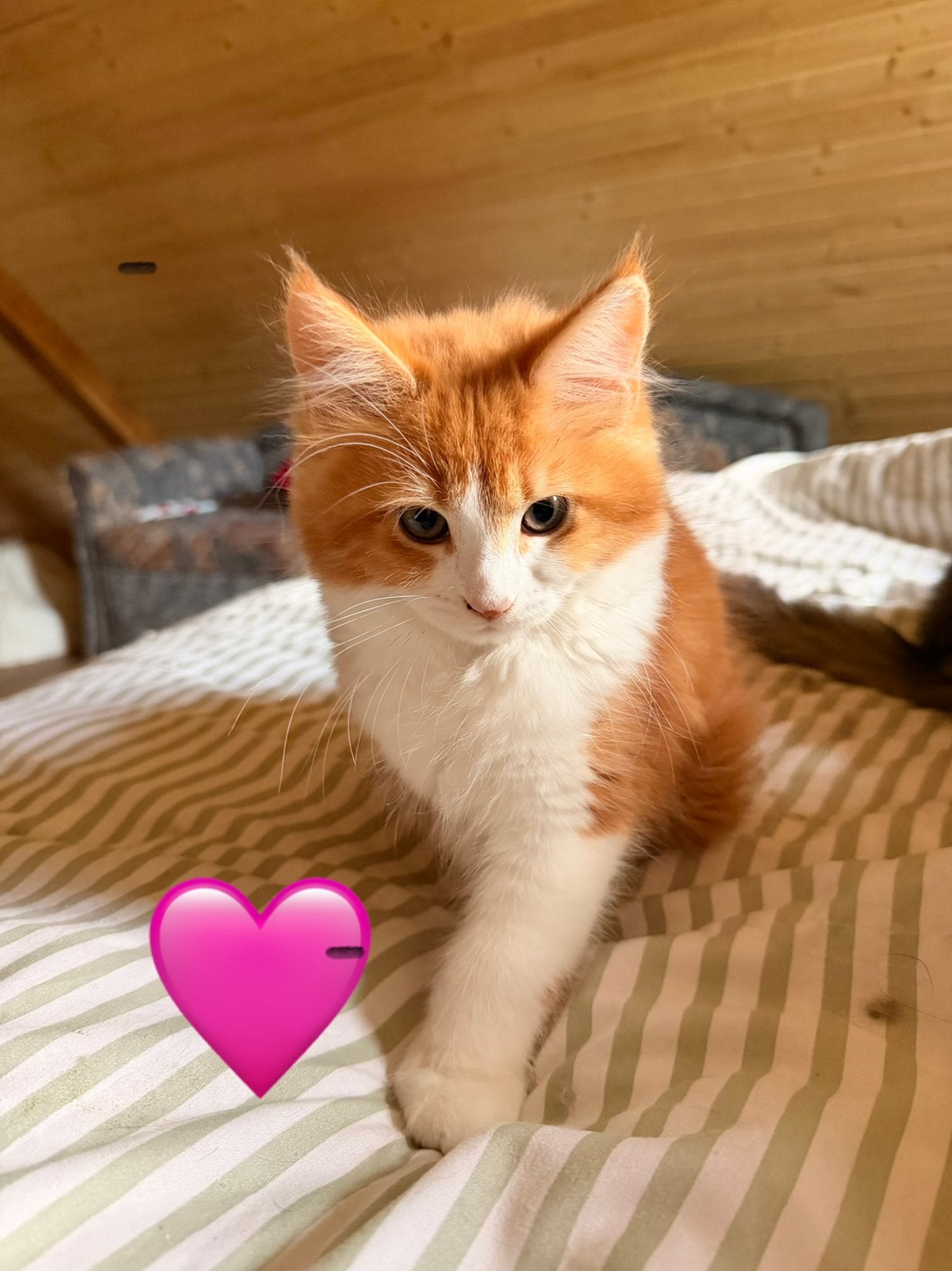 Main coon kitten, Poes, Langharig, 0 tot 2 jaar