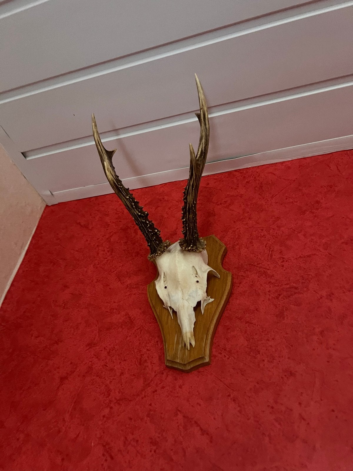 Prachtig Reegewei op Houten Schild, Ophalen of Verzenden, Gebruikt, Hert, Gewei of Kop