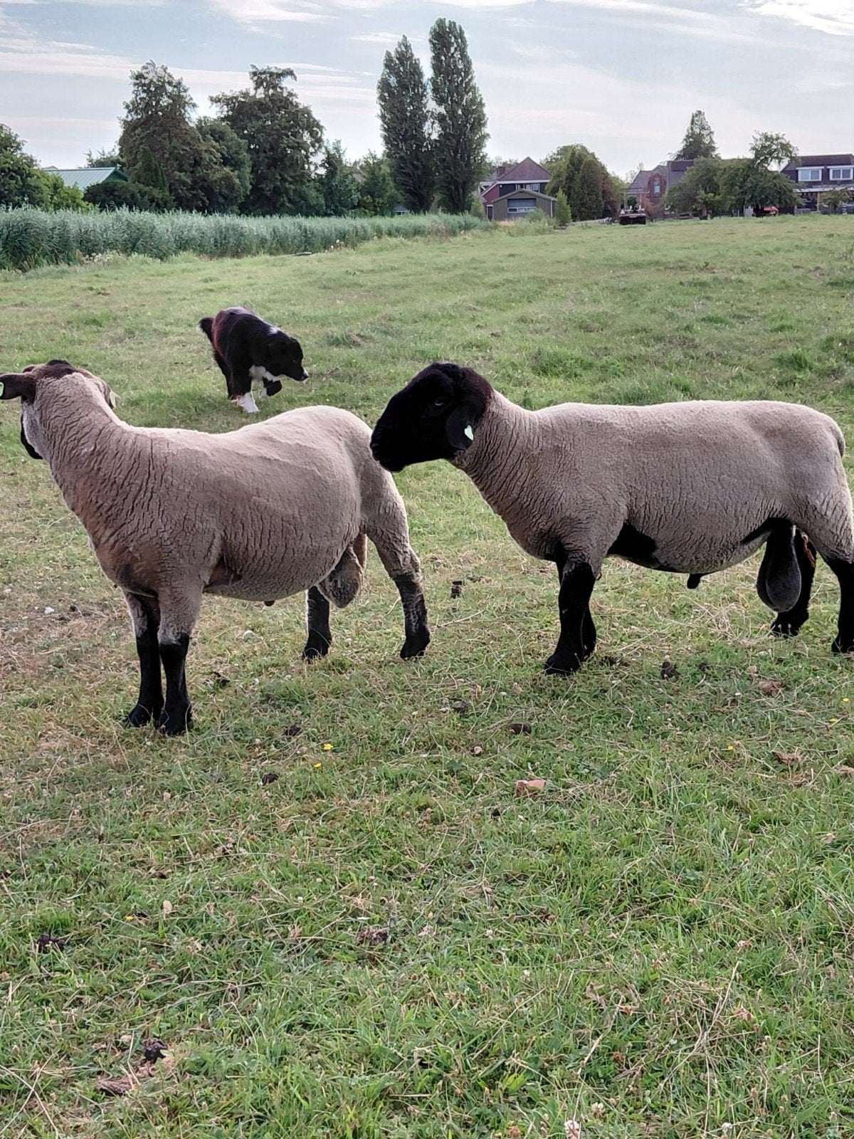 Suffolk ram van april 2024.