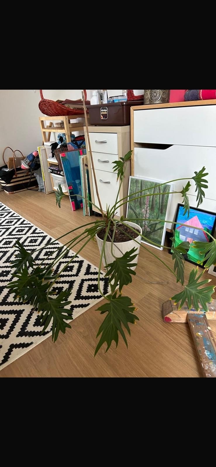 Philodendron op zoek naar ruimte en liefde., Ophalen
