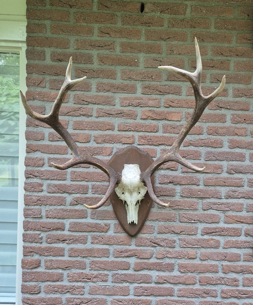 Prachtig Edelhert houten schild Gewei Jacht Hut Mancave h29, Ophalen, Gebruikt, Hert, Gewei of Kop