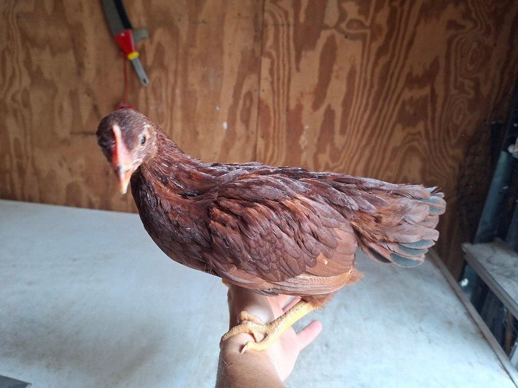 Rhode Island red kriel kuiken, Dieren en Toebehoren, Pluimvee, Vrouwelijk, Kip