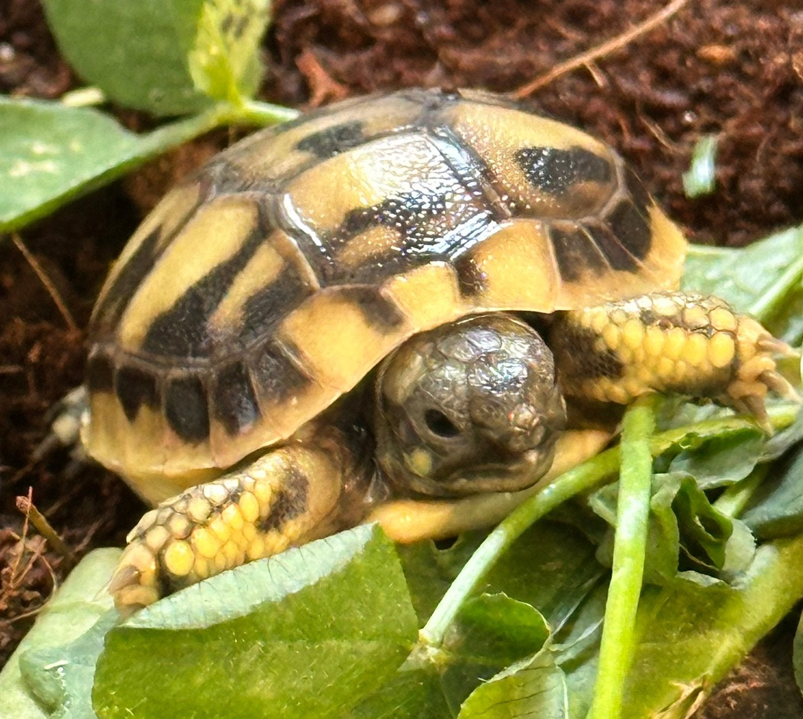 Prachtige, gezonde Griekse Landschildpadden. Nakweek 2026 Tortoise photo 16