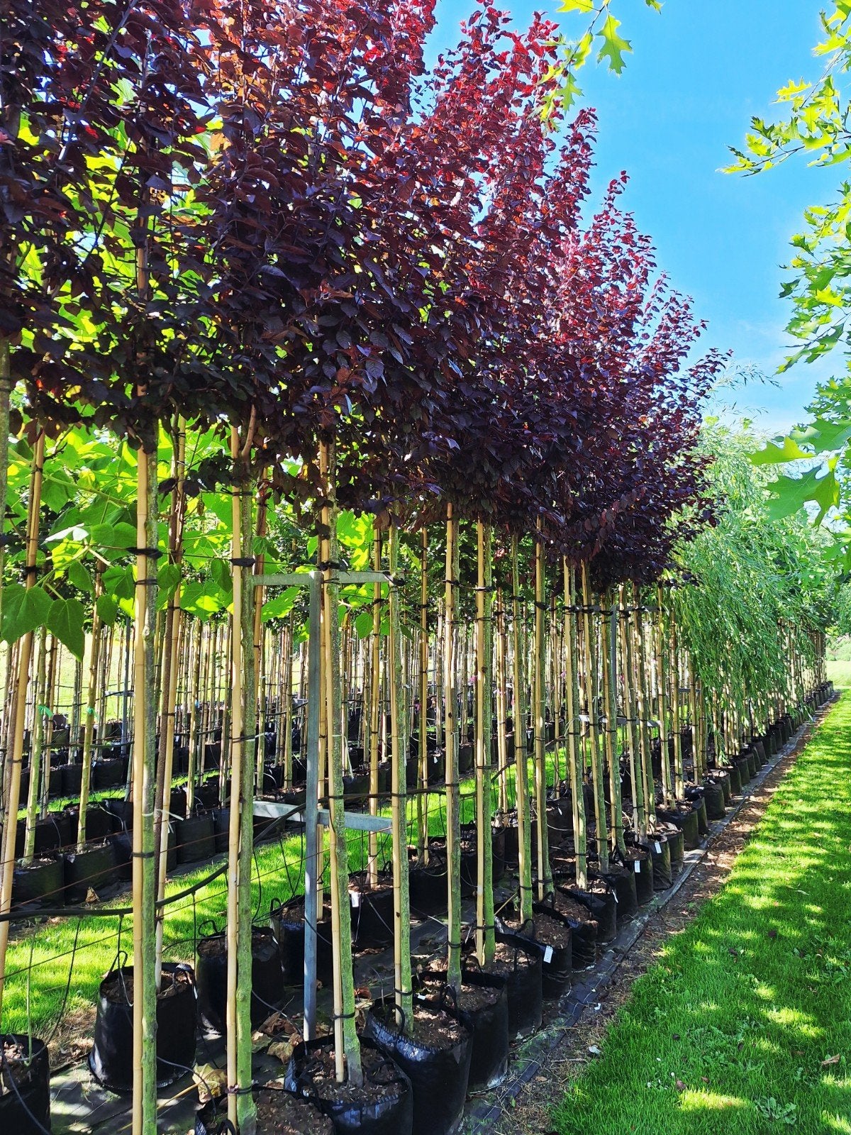 Prunus cerasifera 'Nigra' (rode Kerspruim) 🍁, Ophalen, Lente, Volle zon, Overige soorten
