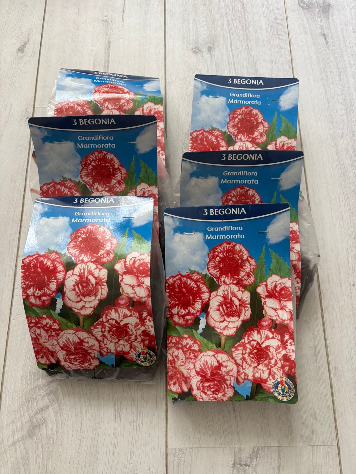 Diverse bloembollen, Ophalen of Verzenden, Bloembol