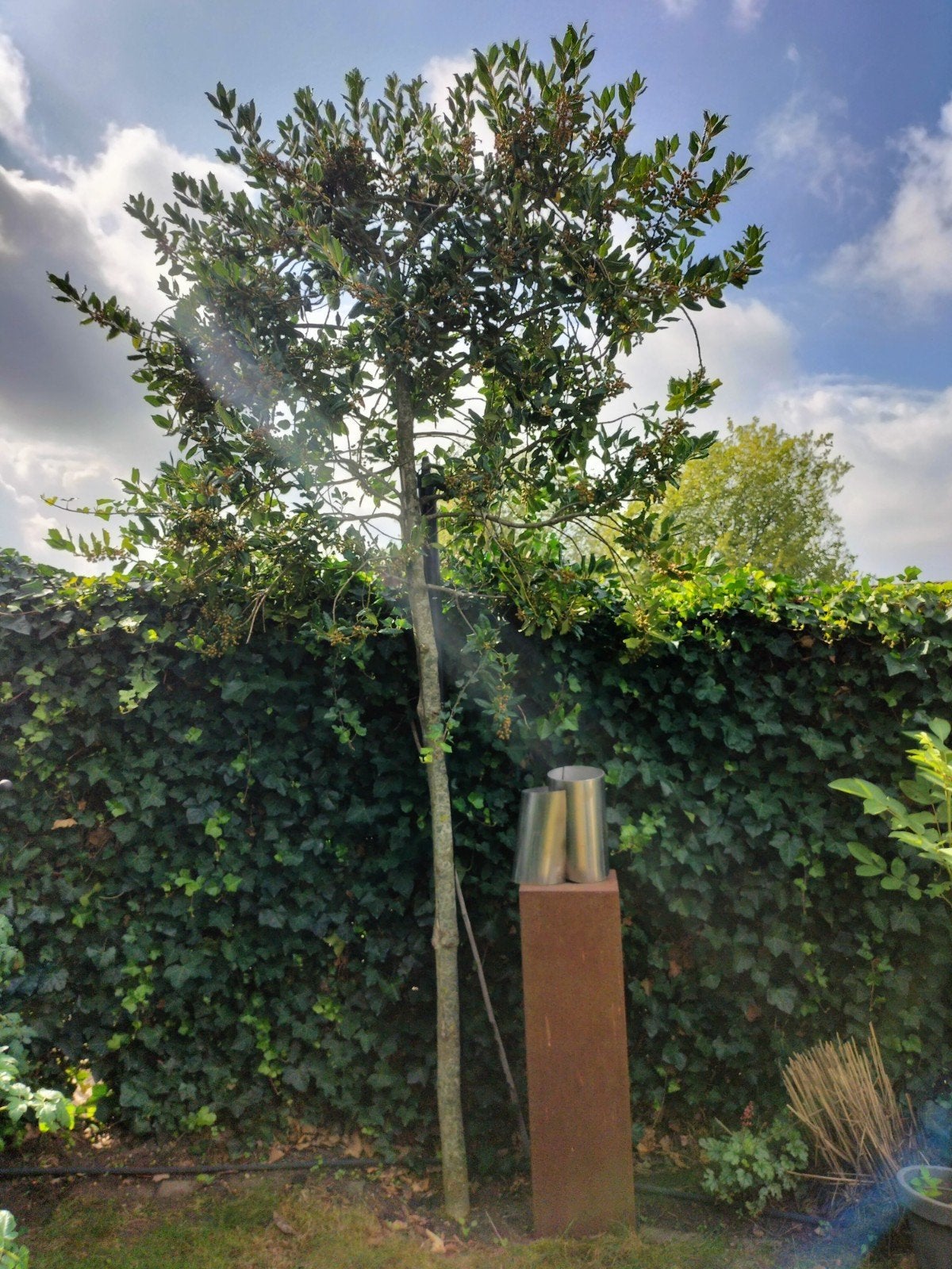 leihulst ilex hulst boom leiboom, Tuin en Terras, Leiboom, Lente, 250 tot 400 cm, Ophalen
