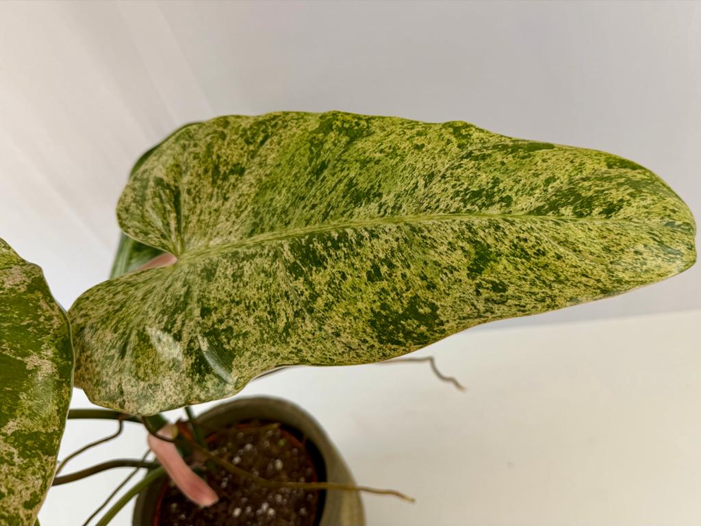 Philodendron Whipple Way Mint P15, Overige soorten, In pot, Minder dan 100 cm, Groene kamerplant