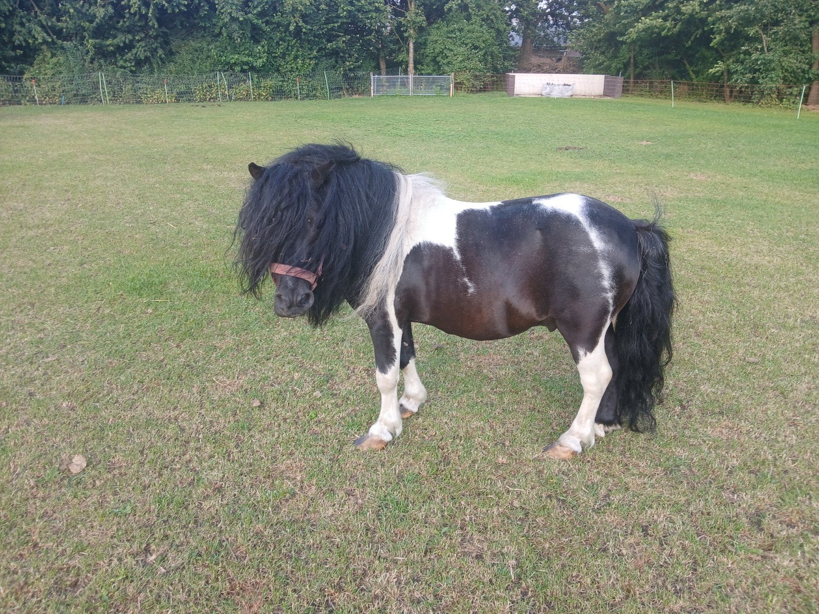 Shetlander shetland hengste bonte dekhengst, Hengst