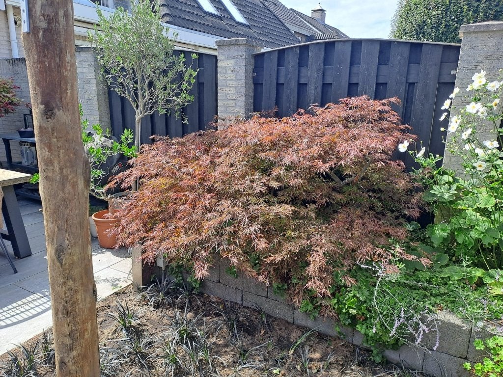 Japanse Esdoorn Garnet 30+ jaar | Parapluvorm | Stam 22 cm, Ophalen, Bloeit niet, Halfschaduw, Overige soorten