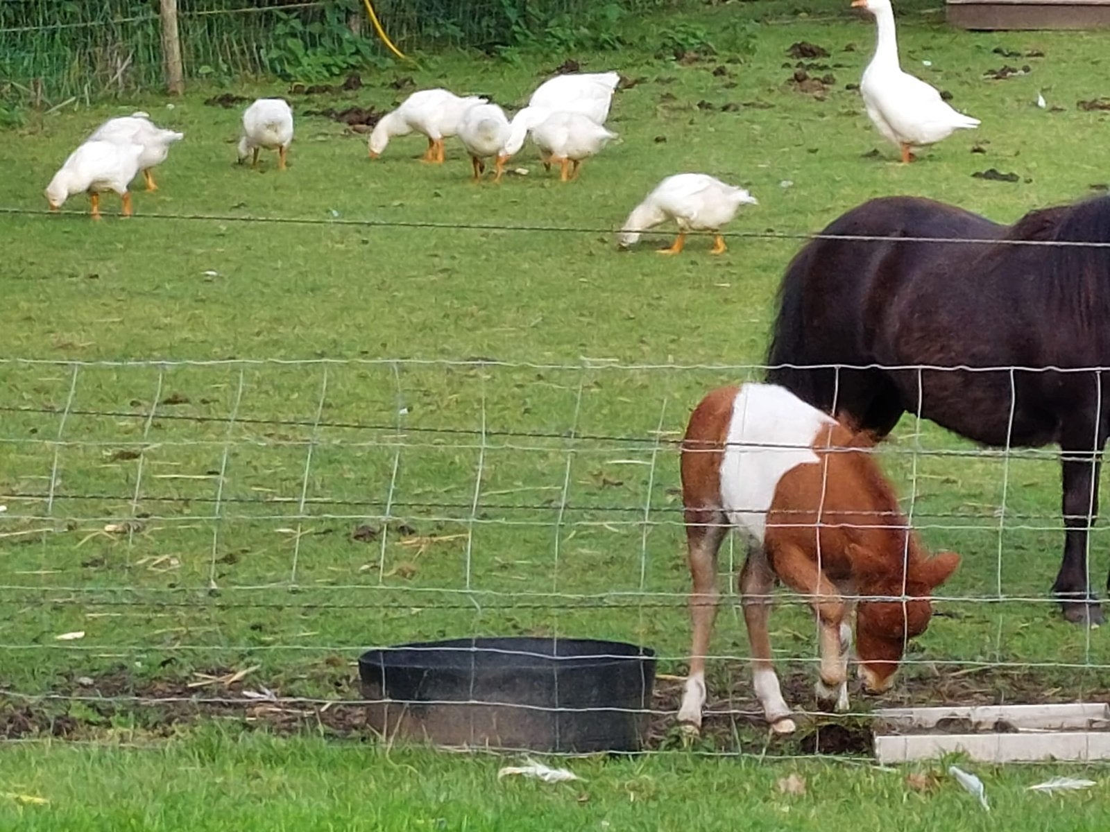 Jonge ganzen te koop, Dieren en Toebehoren, Meerdere dieren, Gans of Zwaan
