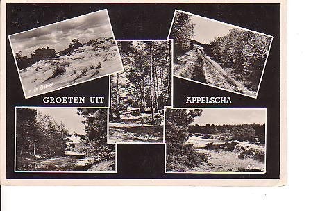 Ansichtkaart 	Appelscha	CR "Duinen-Zathe"	5-luik, Verzenden, 1940 tot 1960, Gelopen, Friesland