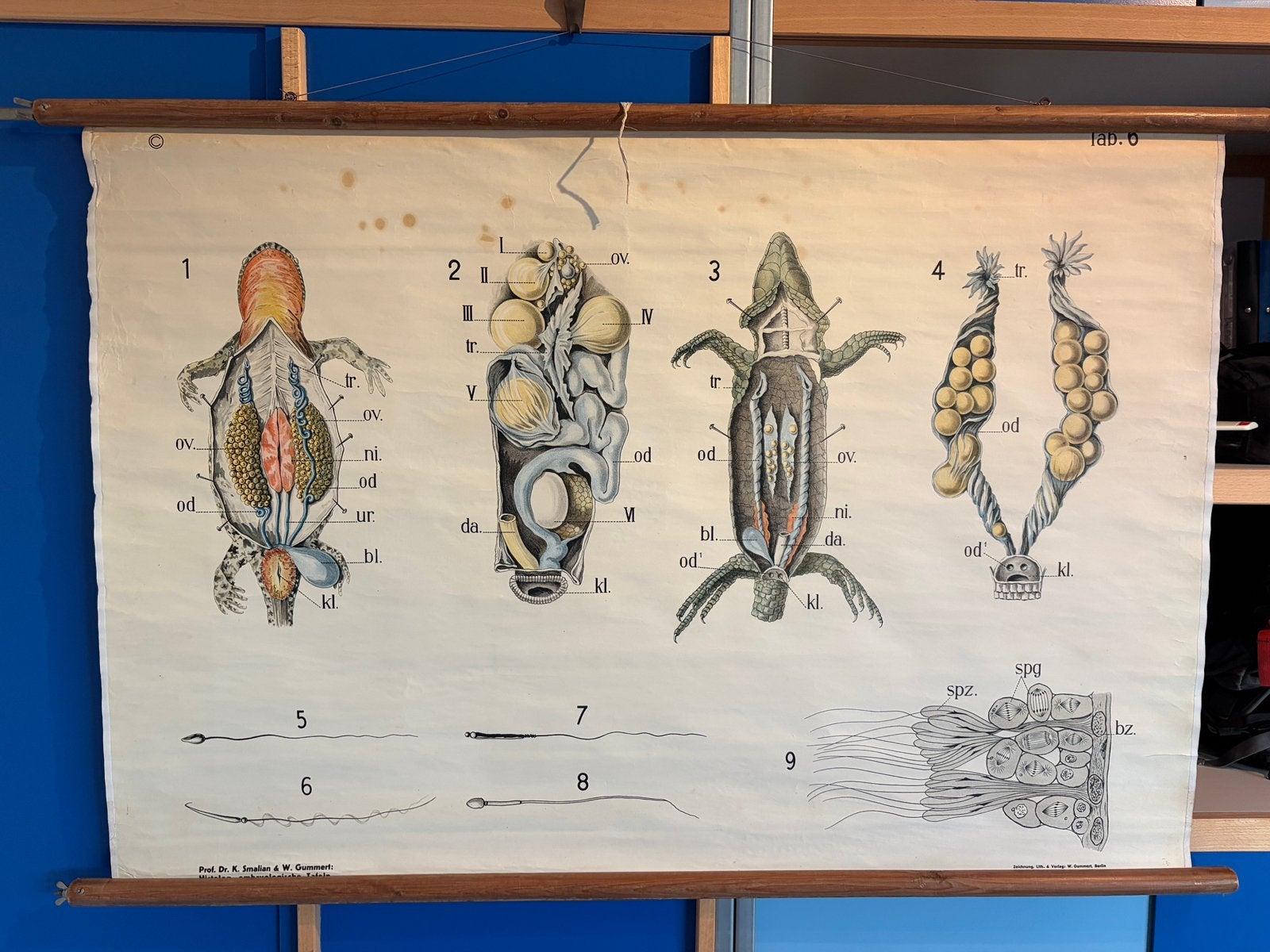 Vintage wandplaat salamander, origineel, Vintage, Ophalen of Verzenden, Gebruikt, Overige typen