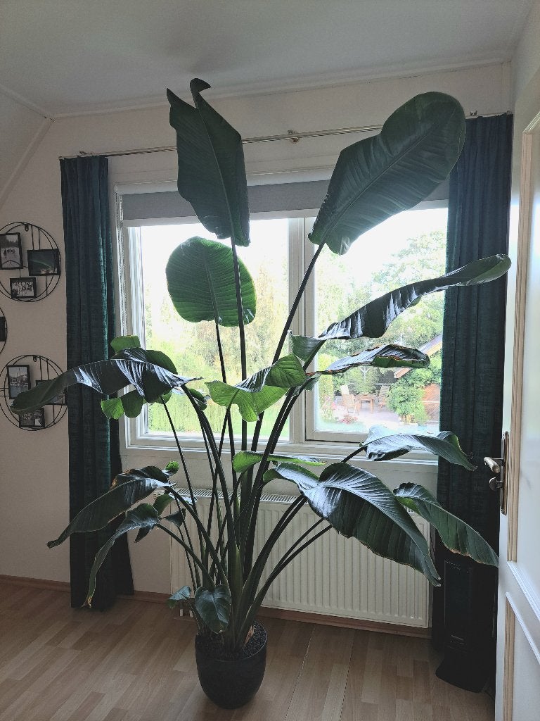 Strelitzia nicolai, Ophalen, 200 cm of meer, Overige soorten, Halfschaduw