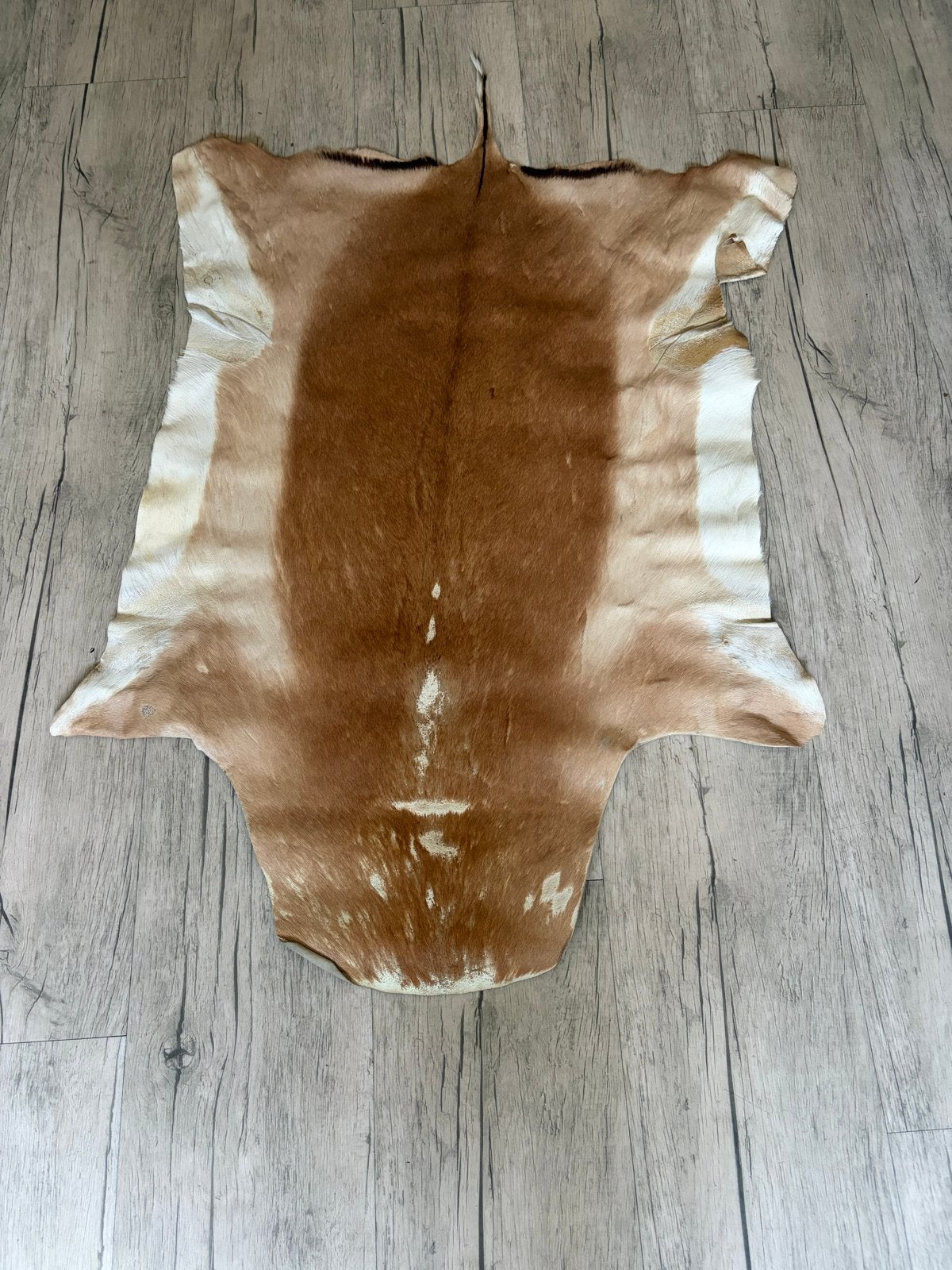 Prachtige geitenhuid - Bruin/Wit, Gebruikt, Bruin, 200 cm of meer, Overige vormen