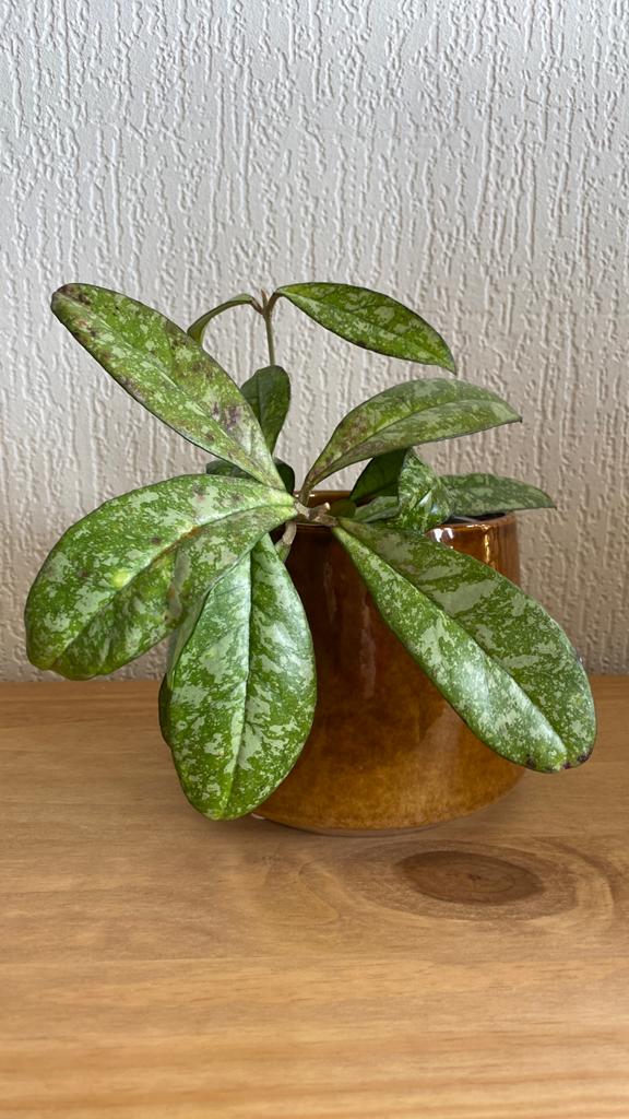 Hoya Crassipetiolata Splash, Huis en Inrichting, Kamerplanten, Ophalen of Verzenden, Halfschaduw, Minder dan 100 cm
