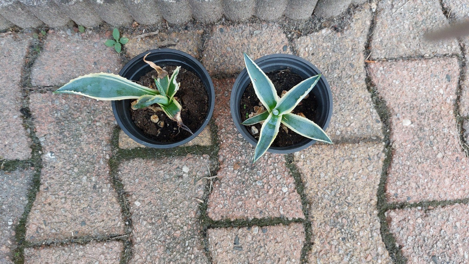 agave plantje, Ophalen, Bloeit niet, Overige soorten, Volle zon