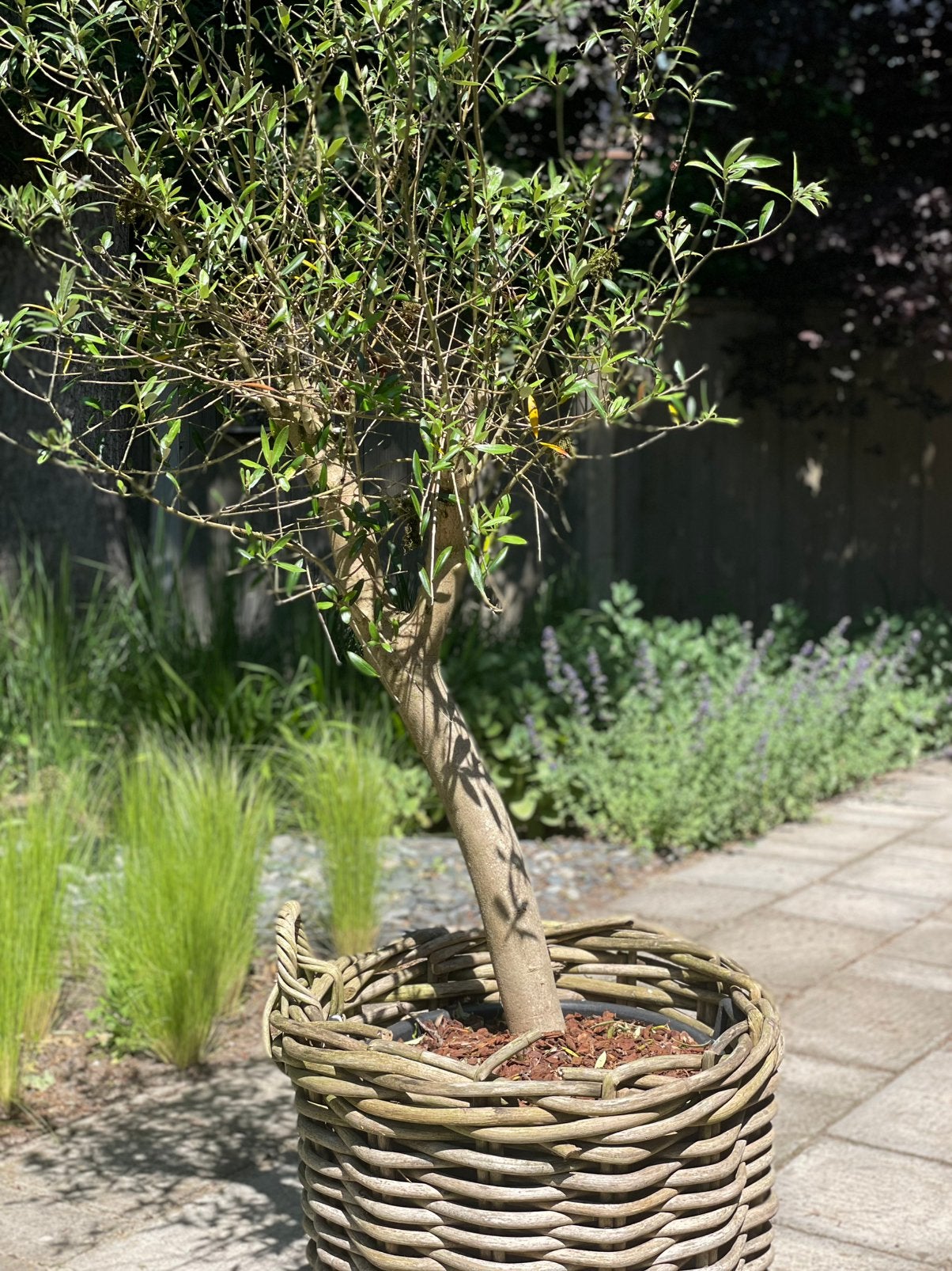 Olijfboom in grote mand, Tuin en Terras, Planten | Bomen, Bloeit niet, 100 tot 250 cm, Olijfboom, Ophalen