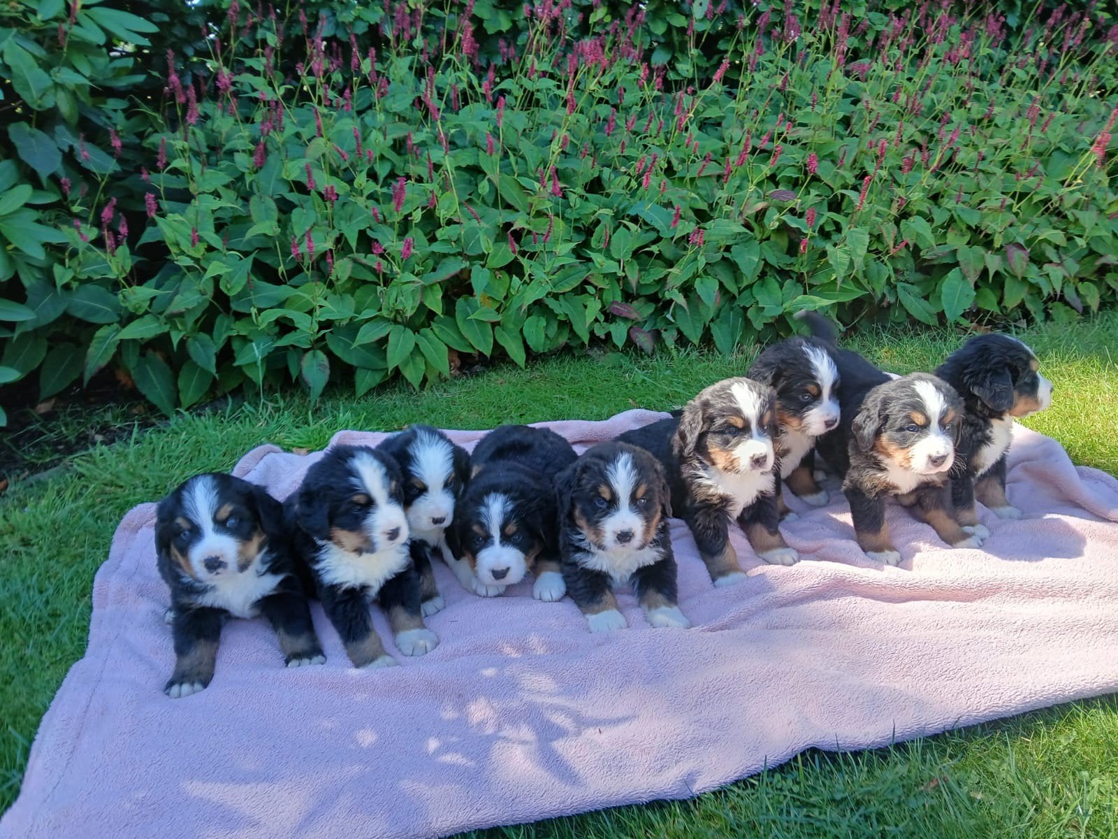 Prachtige Berner Sennen pups met stamboom aangeboden, Meerdere, Meerdere dieren, Nederland, Particulier