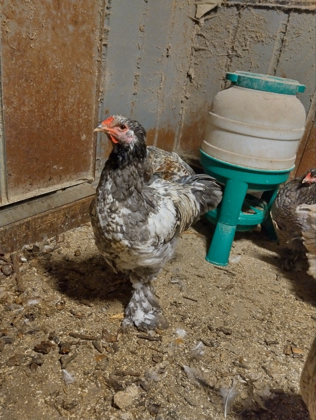 Brahma haan, Dieren en Toebehoren, Mannelijk, Kip