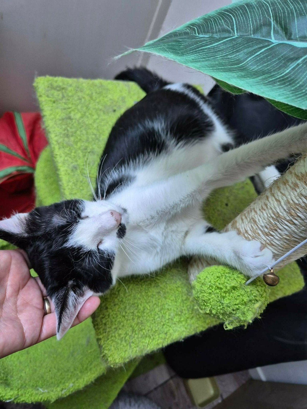 Mimi is een kitten van 4 en halve maand jong, Dieren en Toebehoren, Katten en Kittens | Overige Katten, Poes, Kortharig, 0 tot 2 jaar