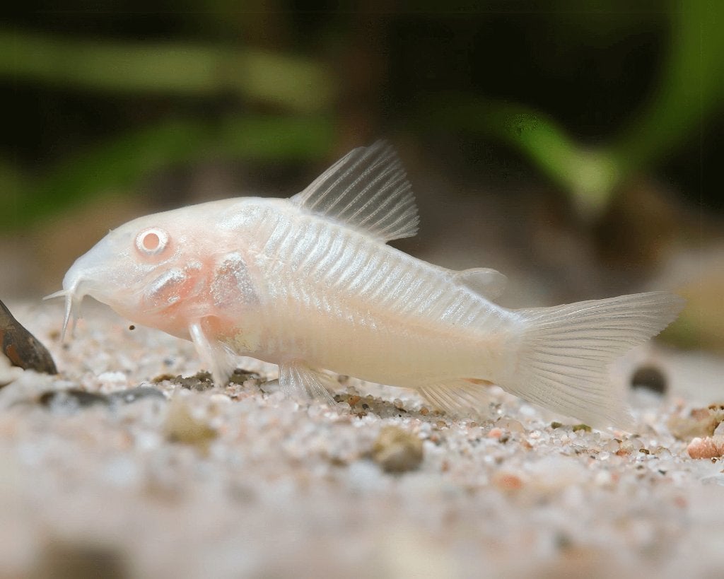 1x corry dora albino 4 cm te koop schilenvis, Vis, Zoetwatervis, Schoolvis