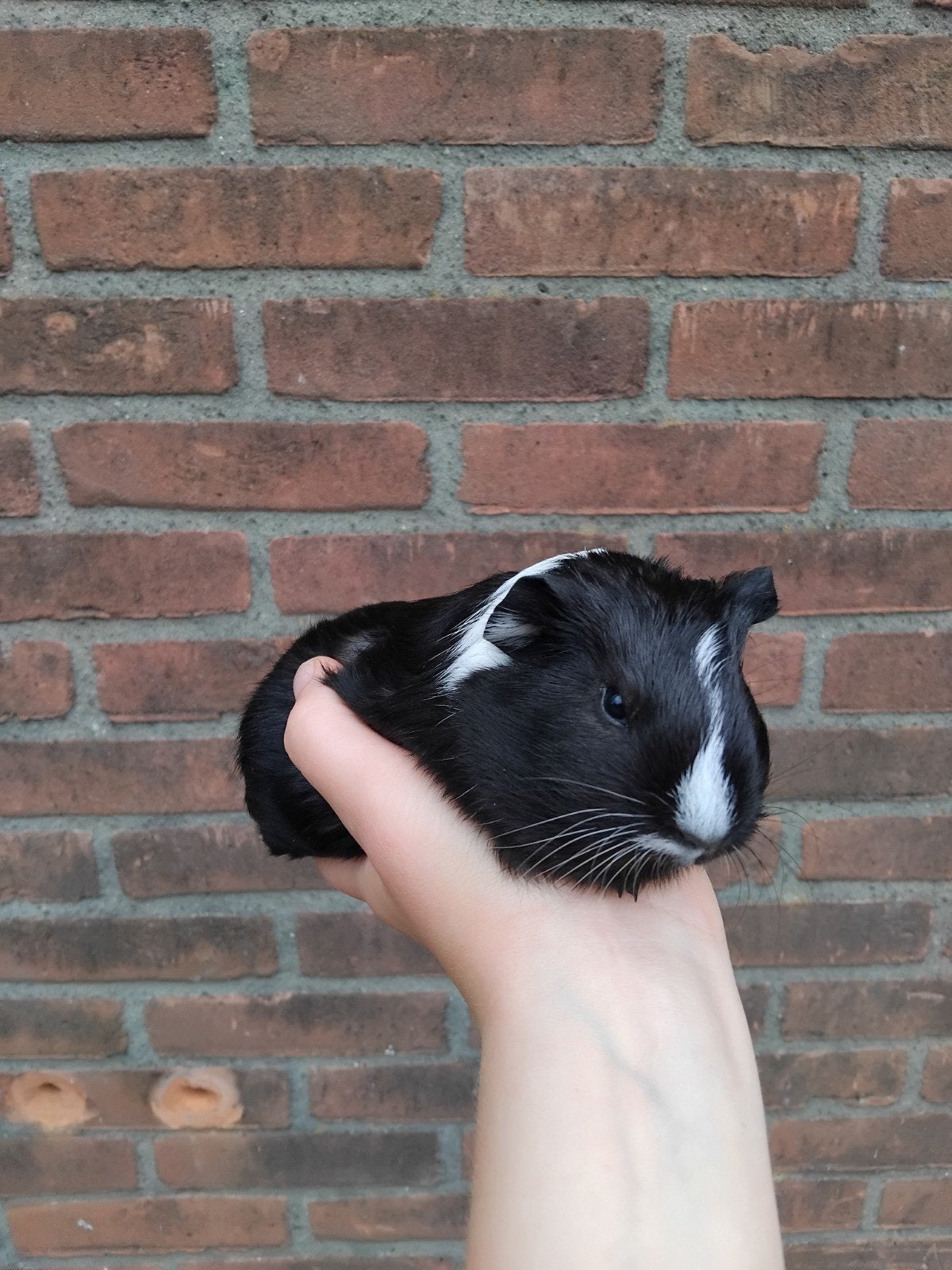 Tamme jonge cavia, Cavia, Augustus, Mannelijk, Tam