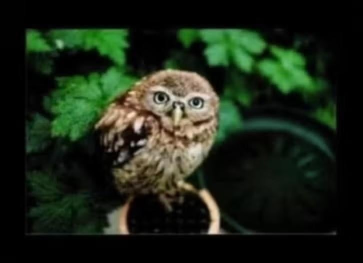Ansichtkaart Dwerguil Glaucidium Passerinum., Ophalen of Verzenden, 1980 tot heden, Ongelopen, Vogel
