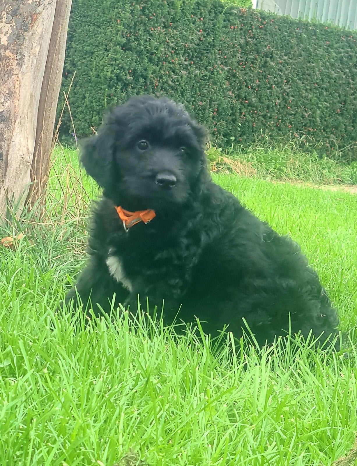 Goldendoodle pups! zwart wit!, Golden retriever, CDV (hondenziekte), 8 tot 15 weken, Meerdere