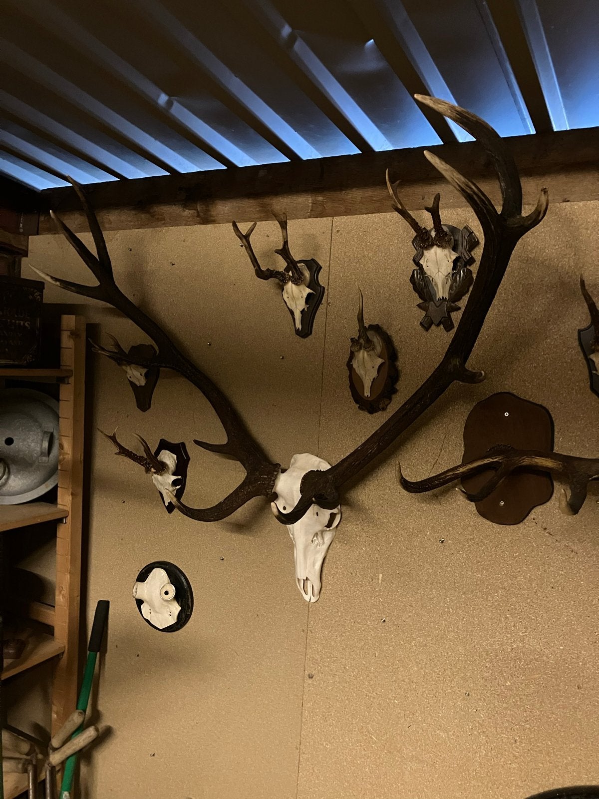 Groot hertengewei op schedel - Uniek decoratiestuk, Ophalen, Gebruikt