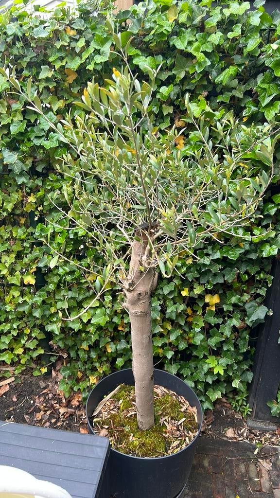 Olijfboom dikke stam, hoogte stam 90cm (zonder pot), Tuin en Terras, Planten | Bomen, Bloeit niet, 100 tot 250 cm, Olijfboom, Ophalen