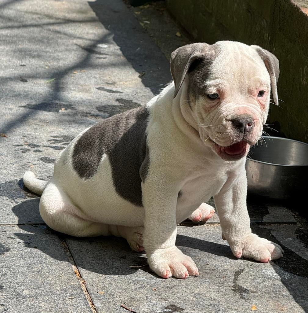 Bullforce Old English Bulldog pup blauw wit 1500€, Nederland, Parvo, 8 tot 15 weken, Bulldog