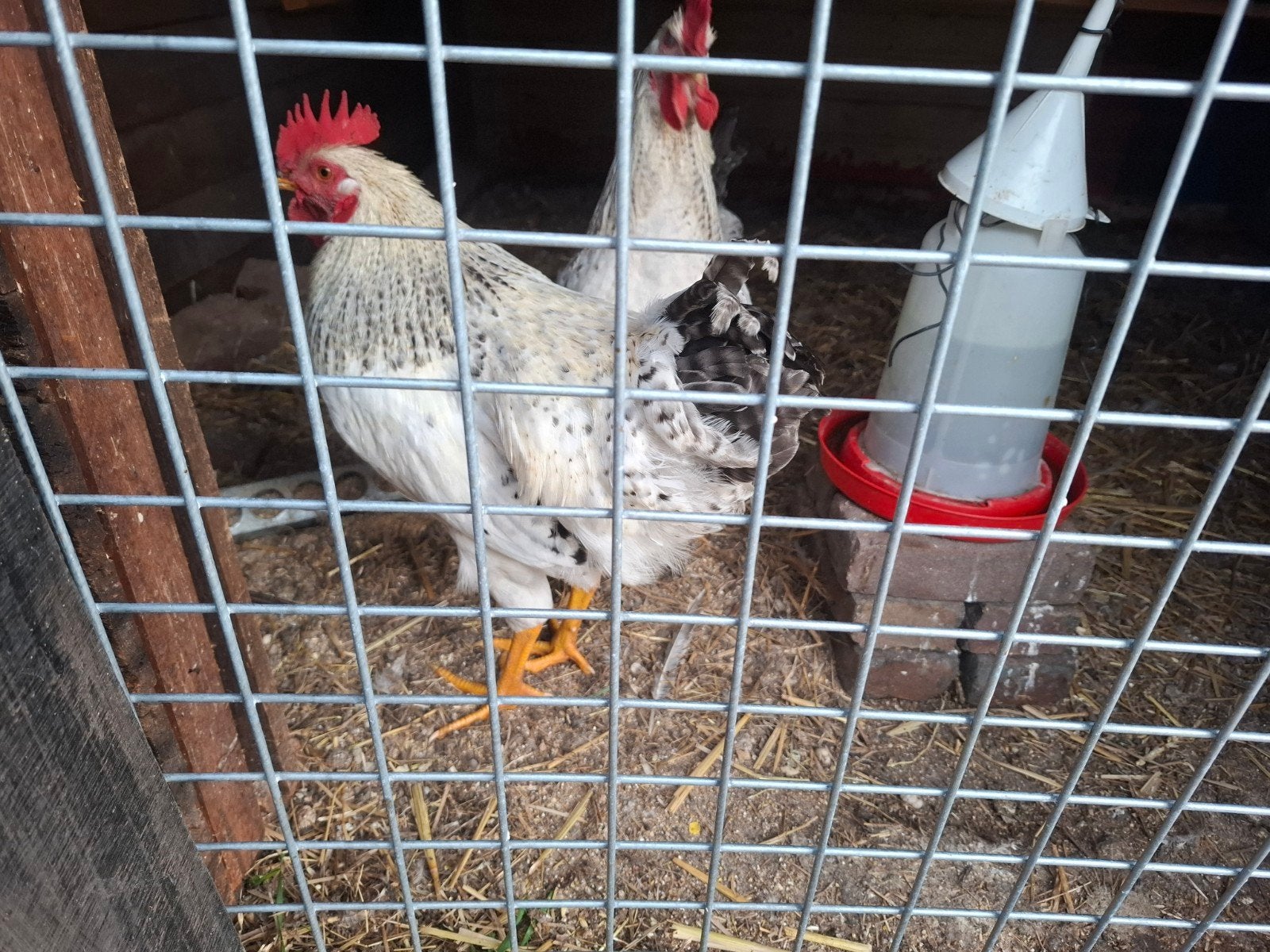 Haan, Zweedse bloemenkip/witte Australorp., Dieren en Toebehoren, Pluimvee, Mannelijk, Kip