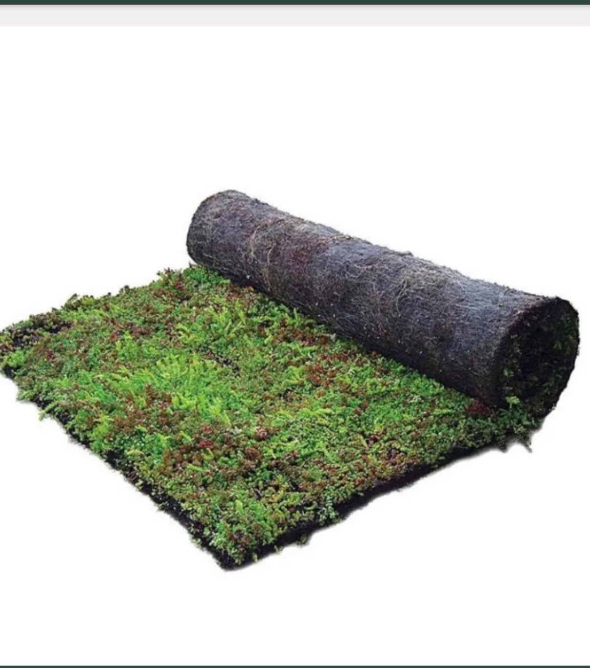 Sedum matten voor bodembedekker in uw tuin 80x120 cm, Ophalen of Verzenden, Volle zon