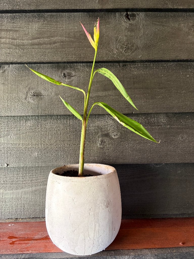 Heliconia psittacorum 'Pink Blush papegaaienbloem incl. pot!, Volle zon, Vaste plant, Zomer, Ophalen