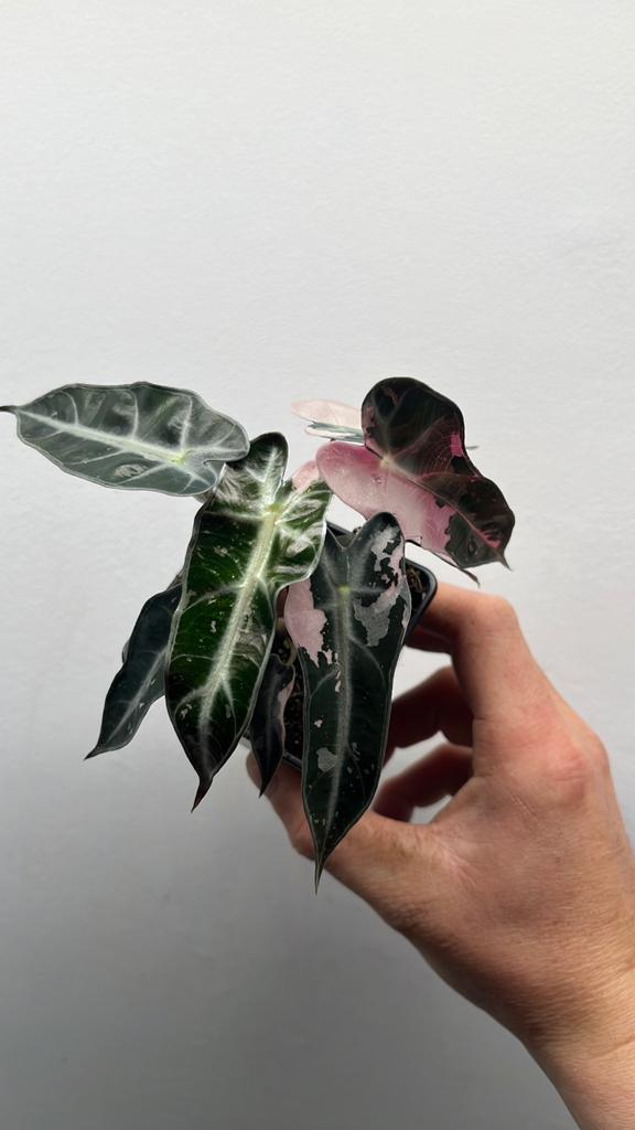 Alocasia Bambino Pink Variegata - Prachtige Roze Bladeren, Huis en Inrichting, Kamerplanten, Overige soorten, In pot, Minder dan 100 cm