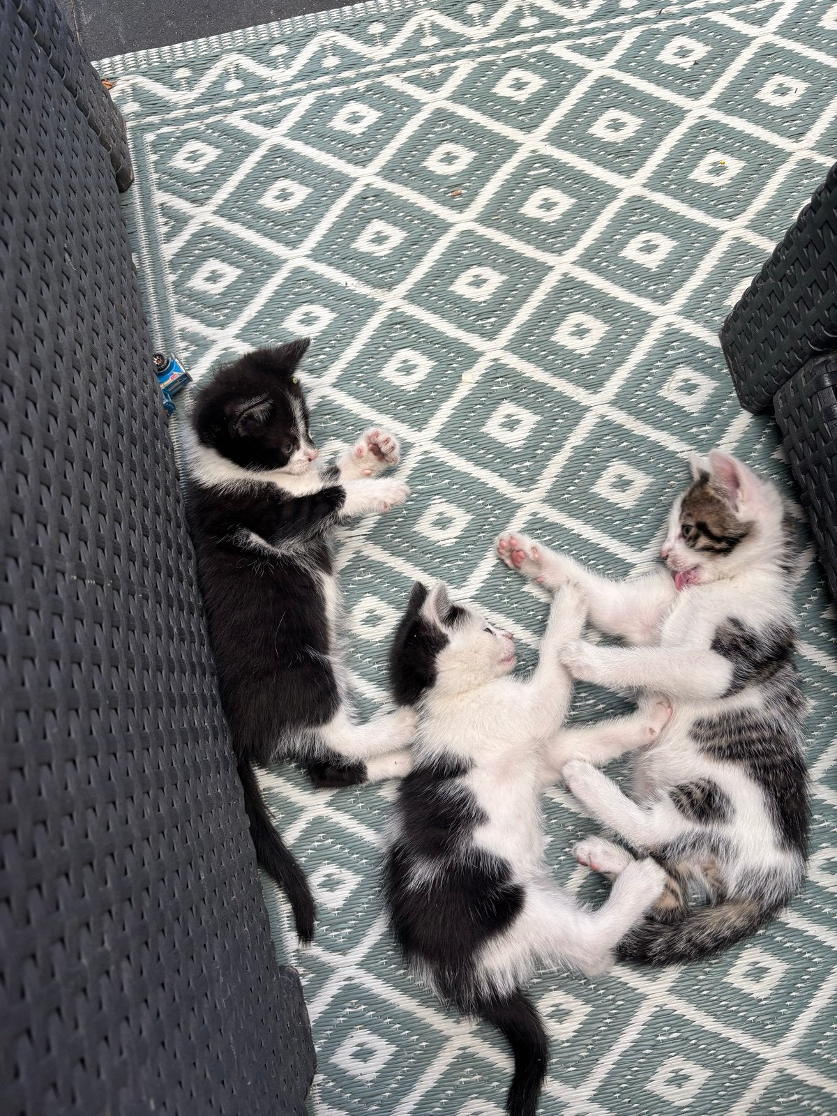 Kittens, Meerdere dieren