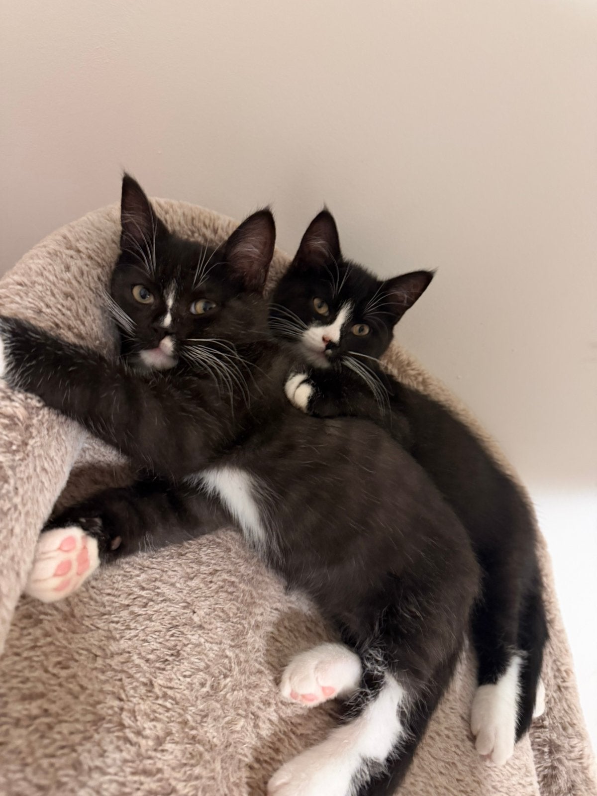 Kittens, Meerdere dieren, 0 tot 2 jaar