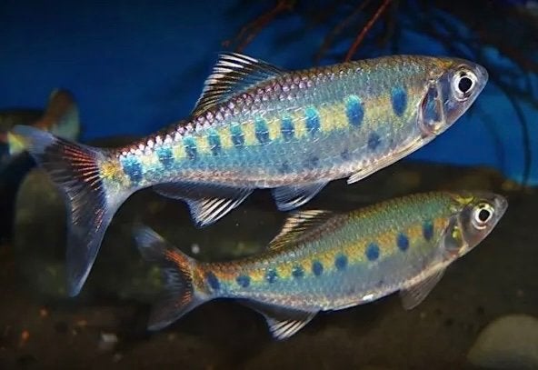 5x Opsarius bakeri kleine tropische forel Danio barbeel zalm, Vis, Zoetwatervis