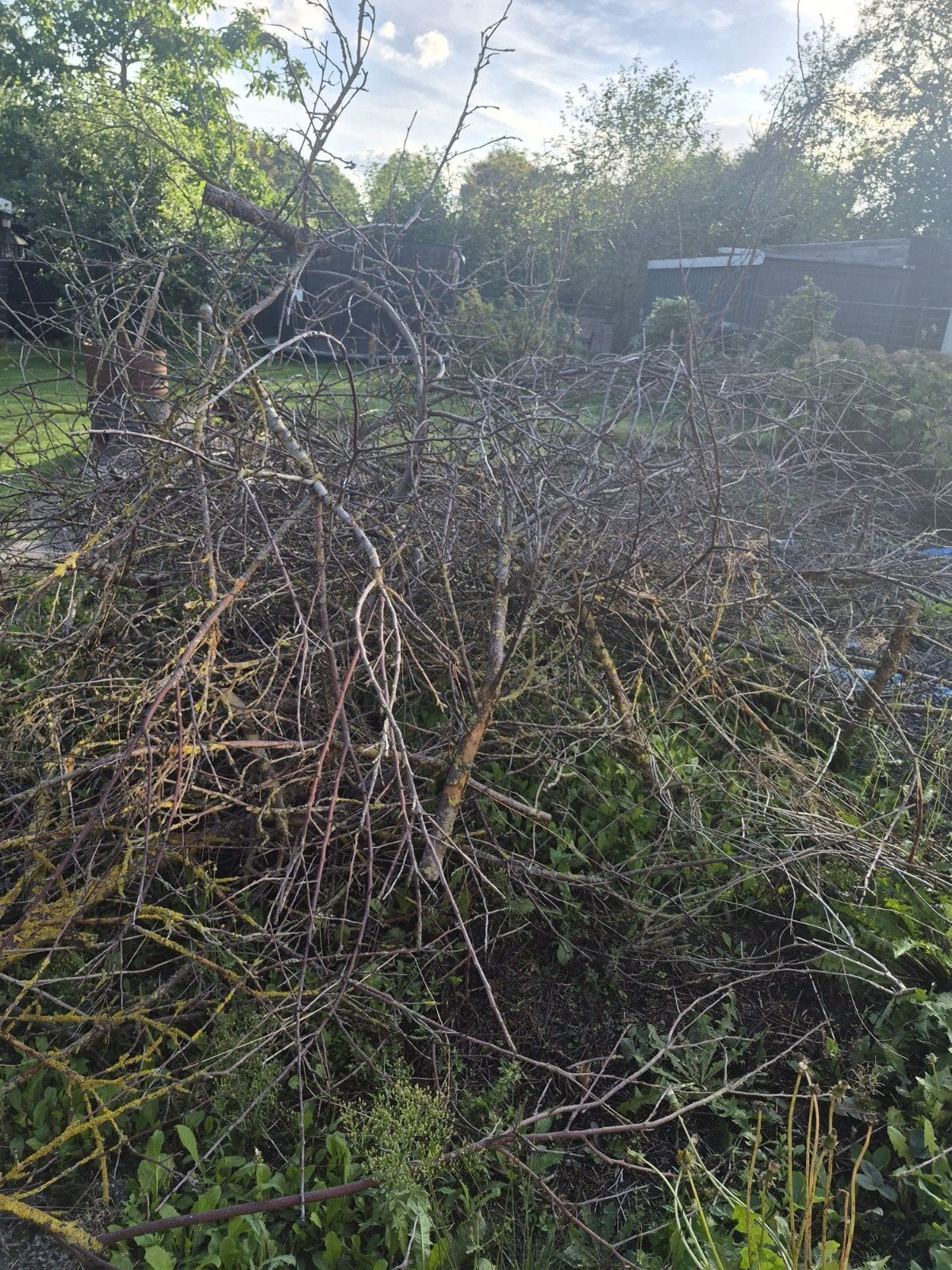 Gratis takken en planken voor brandhout o.i.d., 6 m³ of meer, Ophalen, Overige houtsoorten, Takken